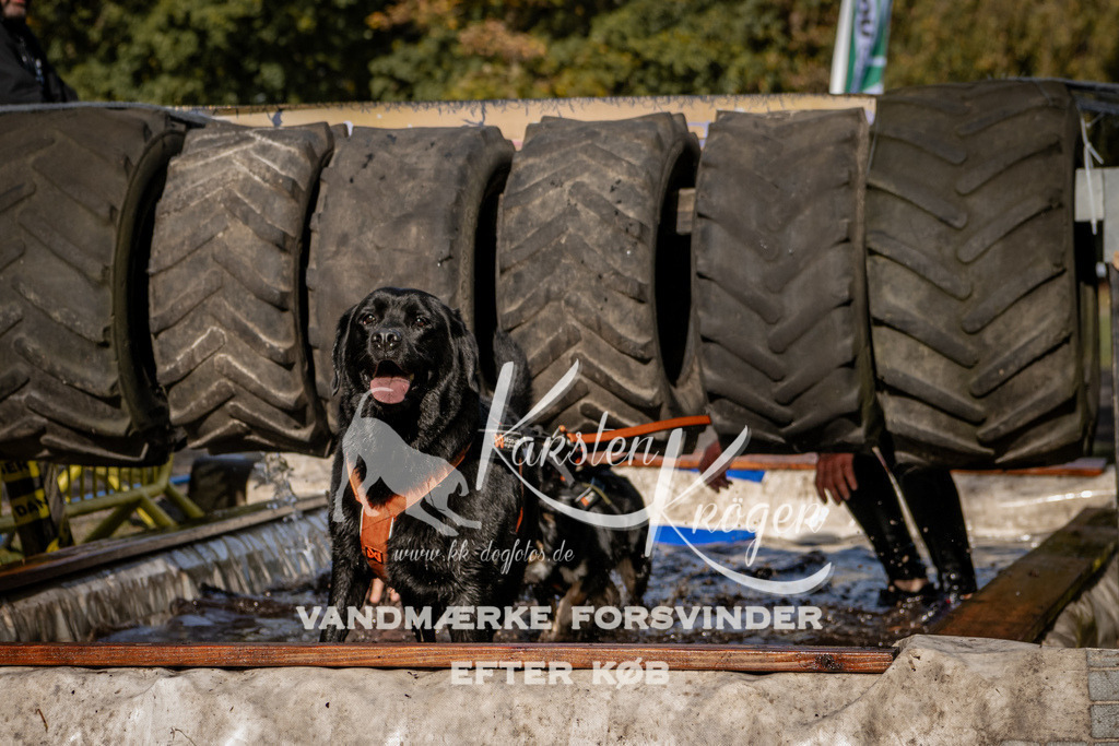 1345_ZZ92913 | kk-dogfotos