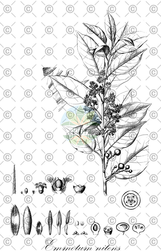 HistAbb_wfo-0000667276_1_ENZY_Simple | Historische Abbildung von Emmotum nitens - Metteniusaceae | Historical Illustration of Emmotum nitens - Metteniusaceae