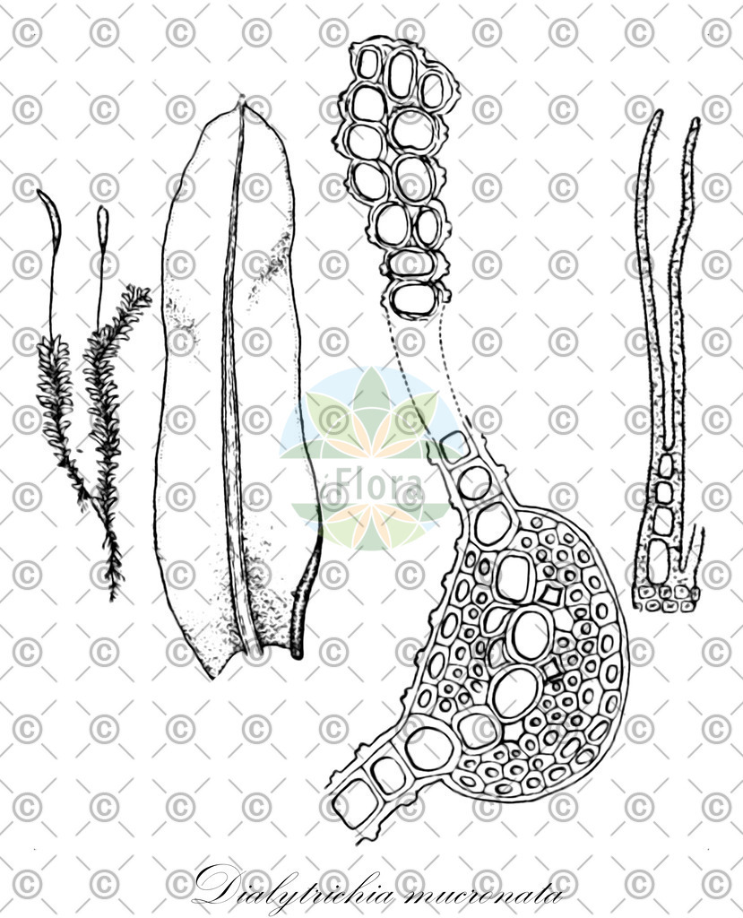 HistAbb_wfo-0000765197_2_ENZY_Simple | Historische Abbildung von Dialytrichia mucronata - Pottiaceae | Historical Illustration of Dialytrichia mucronata - Pottiaceae