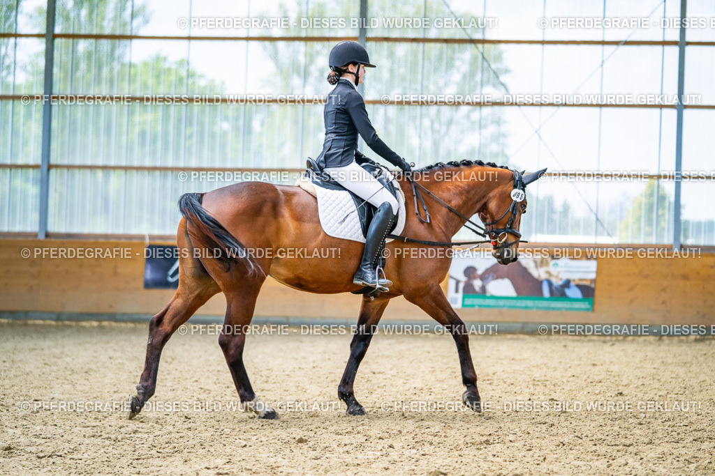 DSC04233 | Pferdegrafie