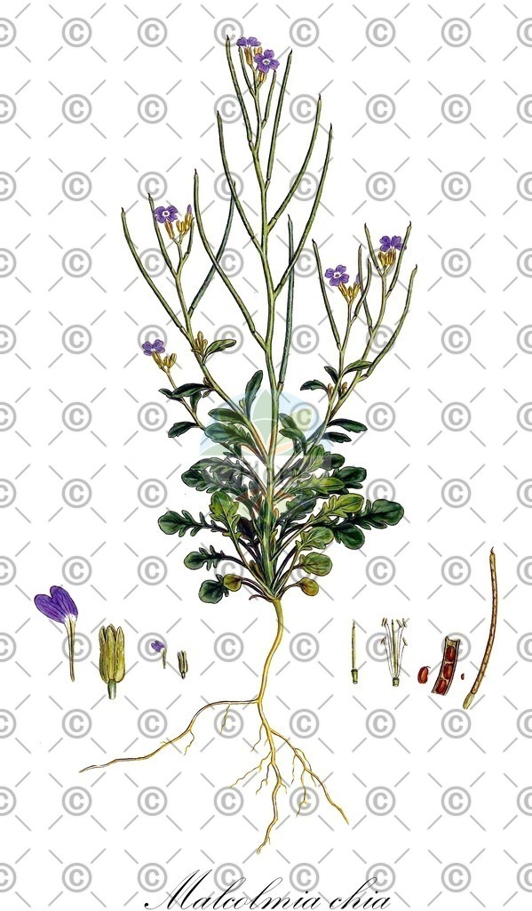 HistAbb_wfo-0001076152_1_ENZY_Simple | Historische Abbildung von Malcolmia chia - Brassicaceae | Historical Illustration of Malcolmia chia - Brassicaceae