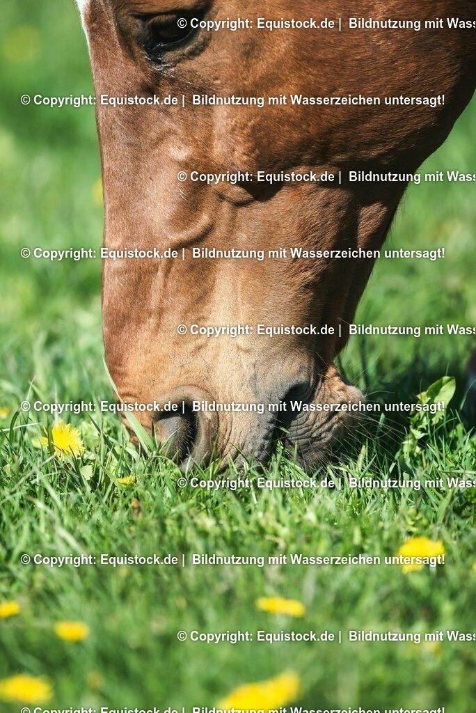 20210426_Pferd-auf-Koppel_0125 | equistock