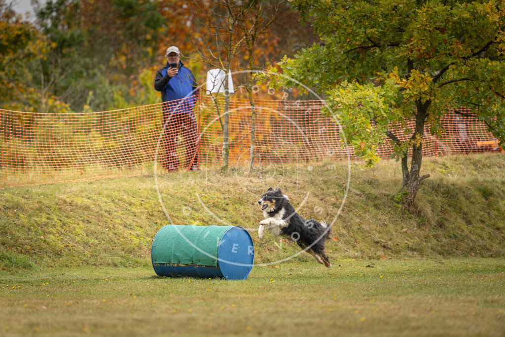Pfotenfotografie_DV3A2579 | Hundefotografie, Tierfotograf, Pfotenfotografie, Fotoshooting Hund, Hunde Portrait, Hundesport, Hundeportraits, Heideshooting, Hunde, Sportfotograf, Hundefotograf, Turnierhundsport, THS,  - Realisiert mit Pictrs.com