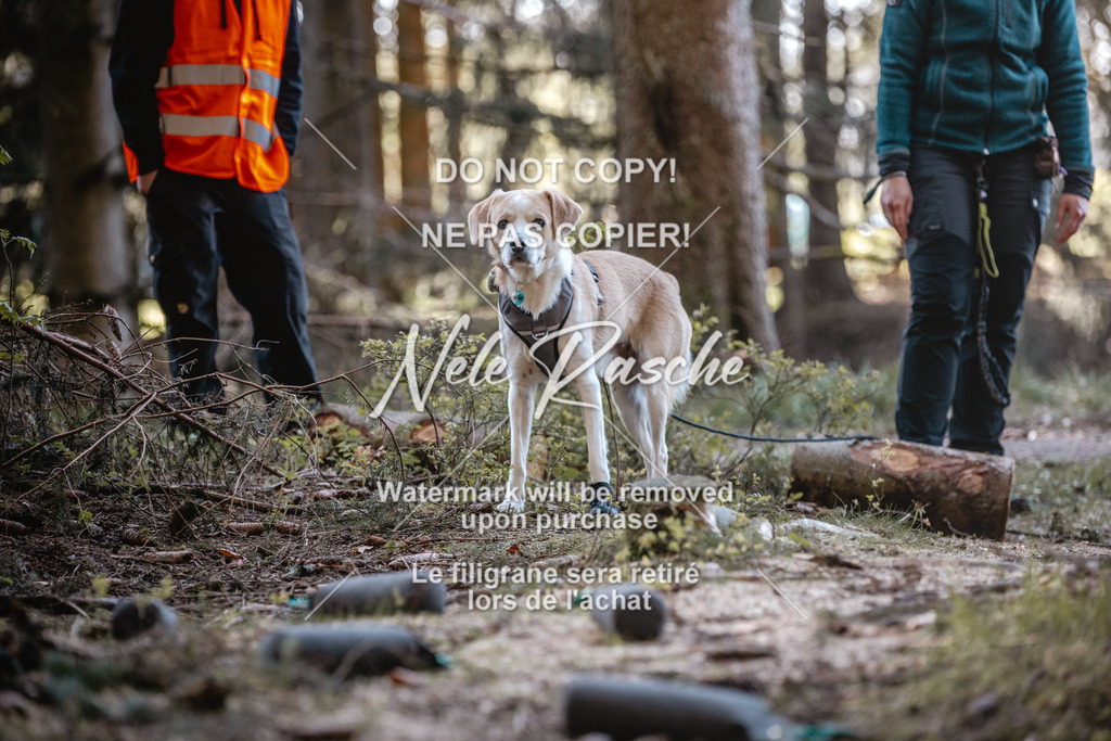 6Z1A0732 | nelerasche