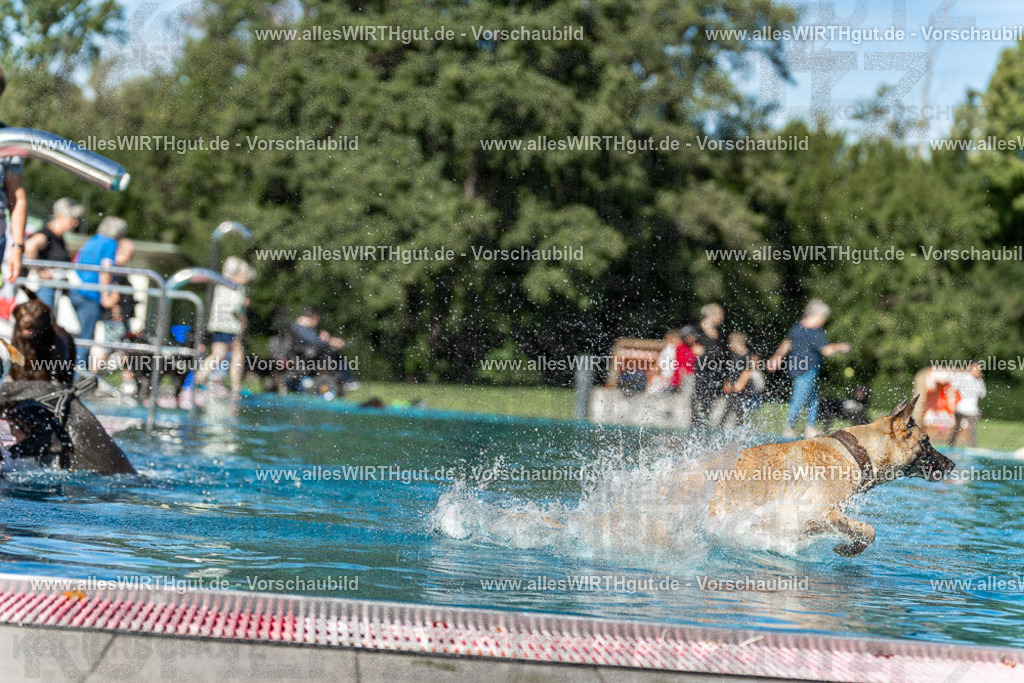 Hundeschwimmen_Volksbad_2026-allesWIRTHgut_Tierfotografie-2609061129-103910-7R509661 | Professionelle Tierfotografie in Mönchengladbach von Daniel Wirth (allesWIRTHgut). Liebevolle & natürliche Bilder von Hunden & Katzen für unvergessliche Erinnerungen.