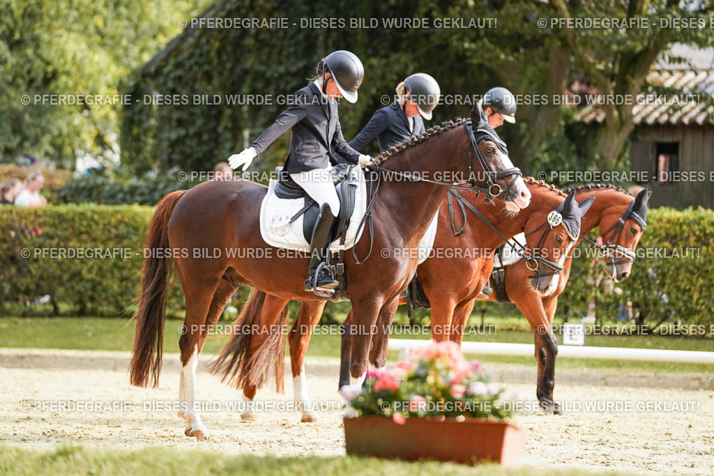 DSC05278 | Pferdegrafie