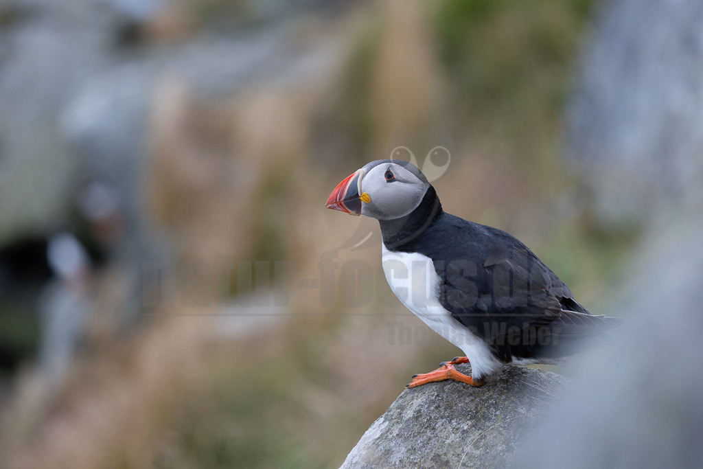 R5NF2721-20230719 | Der Papageitaucher – auch Papageientaucher oder Puffin genannt – ist eine Vogelart aus der Familie der Alkenvögel. Die Art brütet in Erdhöhlen an und auf Klippen oder an deren Fuß im Nordatlantik sowie im westlichen Nordpolarmeer. - Realisiert mit Pictrs.com