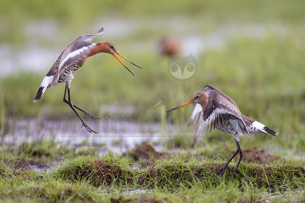 R5NF0595_20240406 | Die Uferschnepfe, im Plattdeutschen auch als Greta bezeichnet, ist eine Vogelart aus der Familie der Schnepfenvögel. Uferschnepfen sind Langstreckenzieher und brüten vorwiegend auf Feuchtwiesen. - Realisiert mit Pictrs.com