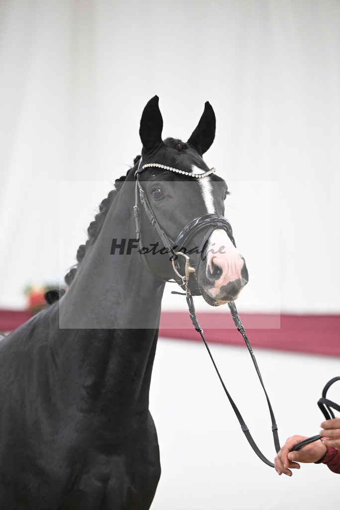 Kat-Nr. 130 Don Romance x Christ_Corinna Raedecke_47254093 | hf-fotografie - Realisiert mit Pictrs.com