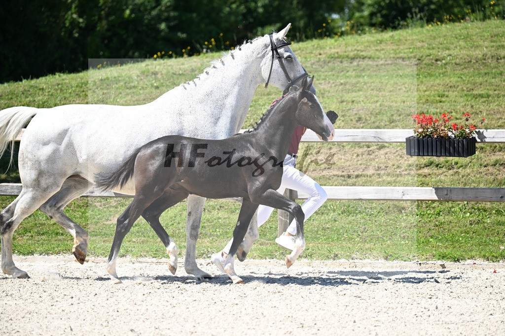 Kat-Nr. 15 Cullinen du Borget B x Zirocco Blue_HF_Pollnow_24250330 | hf-fotografie - Realisiert mit Pictrs.com