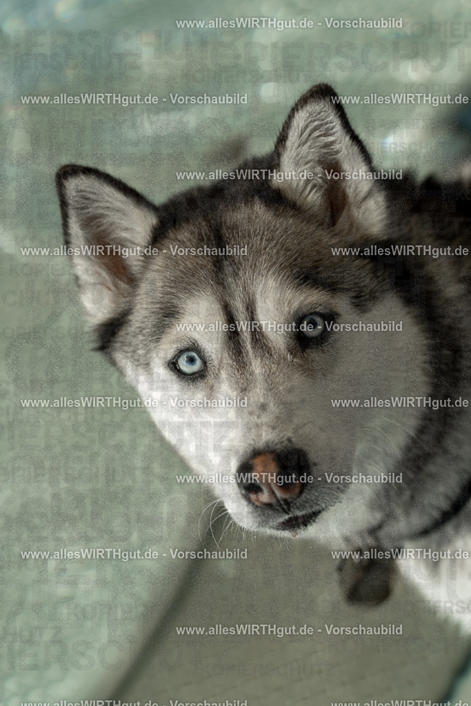 Hundeschwimmen_Volksbad_2026-allesWIRTHgut_Tierfotografie-2609061357-7R500992 | Professionelle Tierfotografie in Mönchengladbach von Daniel Wirth (allesWIRTHgut). Liebevolle & natürliche Bilder von Hunden & Katzen für unvergessliche Erinnerungen.