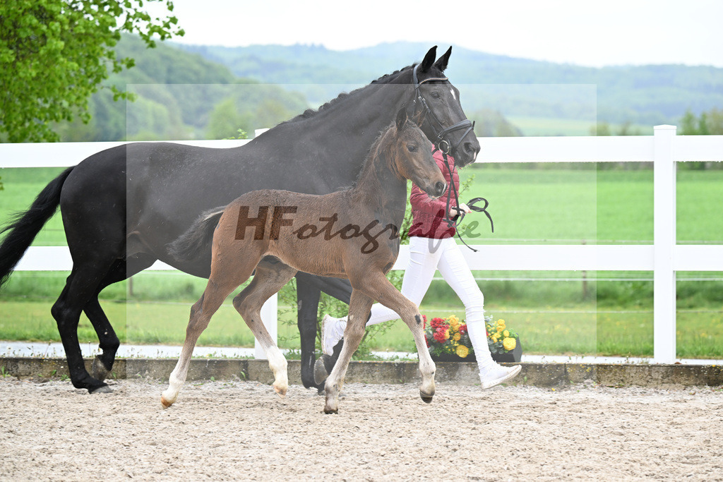 Kat-Nr. 42 HF Extreme U.S. x Jazzman_KFL Sporthorses_23261454 | hf-fotografie - Realisiert mit Pictrs.com
