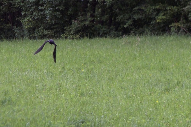 Fliegende Rabenkrähe | Verkauf von Fotos und  Videoclips zumThema Natur.Motive sind Pflanzen, Tiere, Landschaftenund Wetter