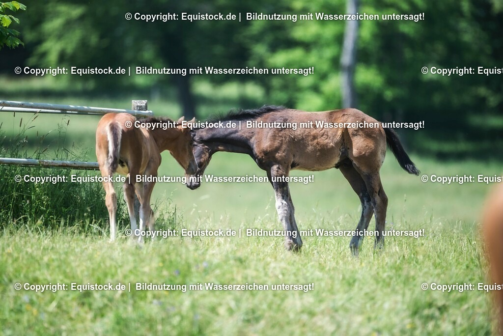 20210617_Fohlen_0403 | Foto: Thomas Hartig