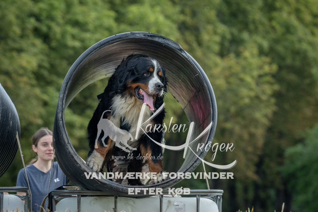 1042_ZZ92906 | kk-dogfotos