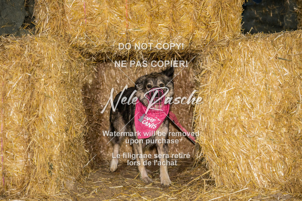 nelerasche_FrNacht_337 | nelerasche