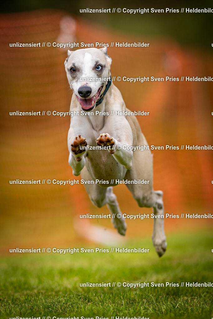 Sven Pries | 2024-09-22 - Hunderennen Baden-BadenPudelverein - Realisiert mit Pictrs.com