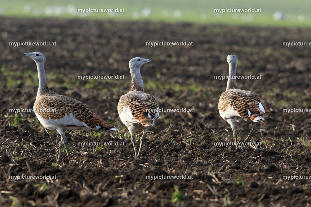 Großtrappe-016 | Das Bilderarchiv über Tiere, Planzen und Landschaften. In der Bilddatenbank finden Sie ein große Auswahl an hochwertigen Bilder für Ihre Werbung - Realisiert mit Pictrs.com