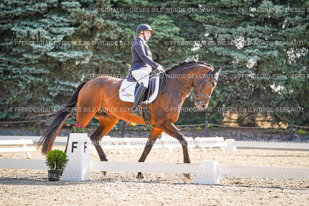 DSC09670 | Pferdegrafie