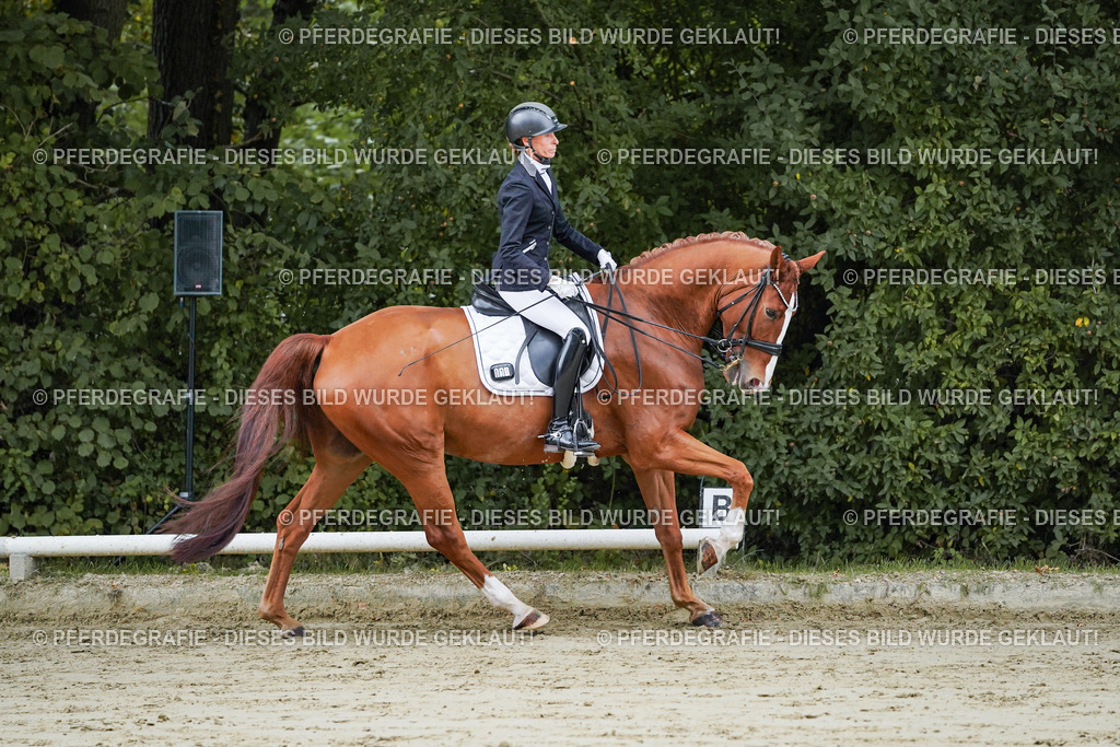 DSC08188 | Pferdegrafie