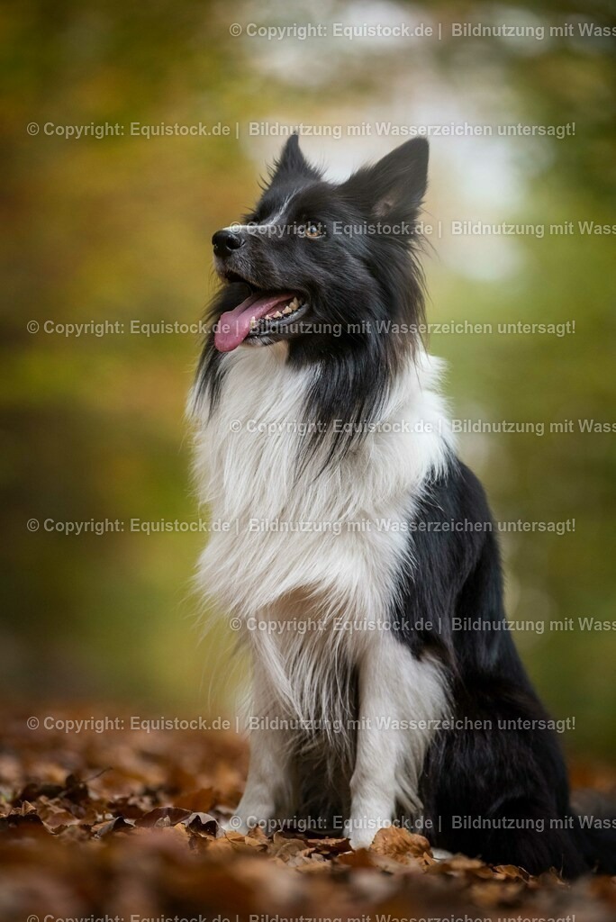 20171020_Hund_0019 | Foto: Thomas Hartig