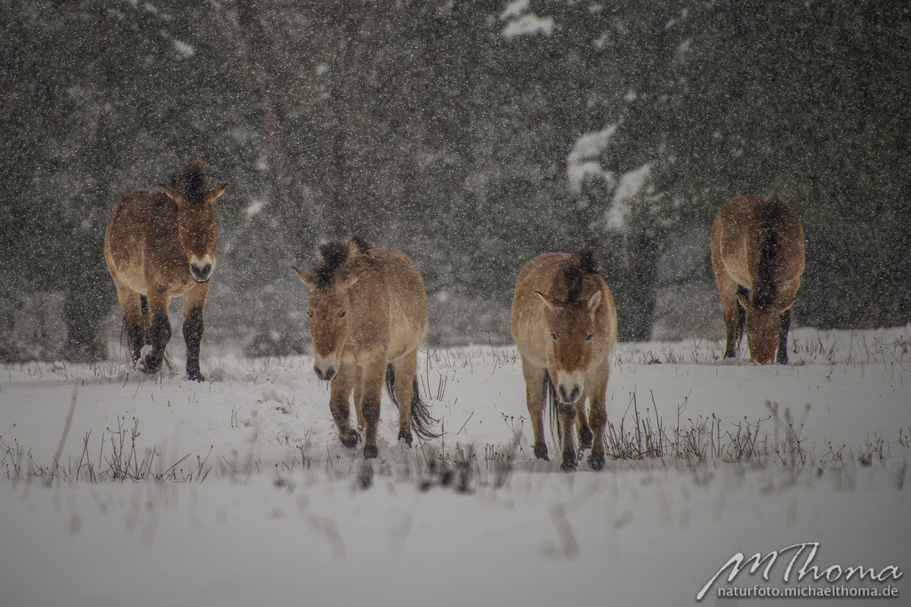2016-02-25-12h41m02s_MichaelThoma_D810-5135 | Dies ist der Online-Shop von naturfoto.michaelthoma.de. Ich bin leidenschaftlicher Naturfotograf und fotografiere von der Andromedagalaxie bis zum Zwergtaucher, von der Ameise bis zum Orionnebel alles was mit Natur zu tun hat. Hier kann eine Auswahl meine - Realisiert mit Pictrs.com