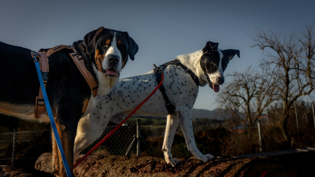 Oskar | paulependelt - Realisiert mit Pictrs.com