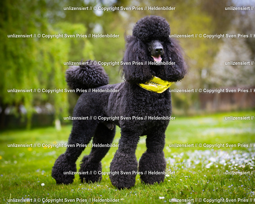 Sven Pries | 2025-04-13 - Hunderennen Baden-Baden - Realisiert mit Pictrs.com