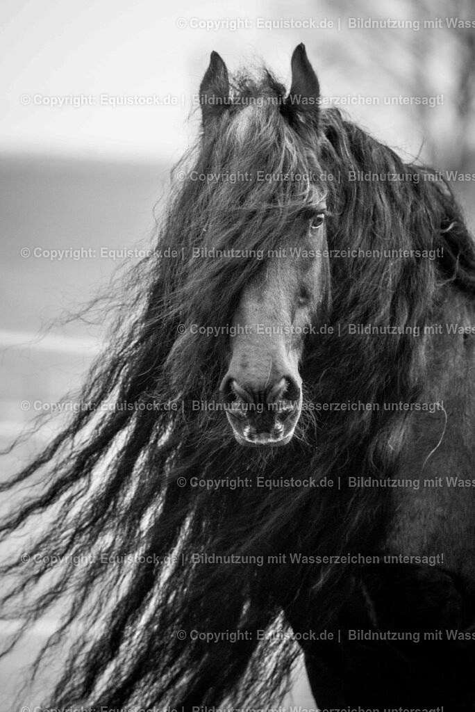 20150217_TOMsPiC_0010 | equistock