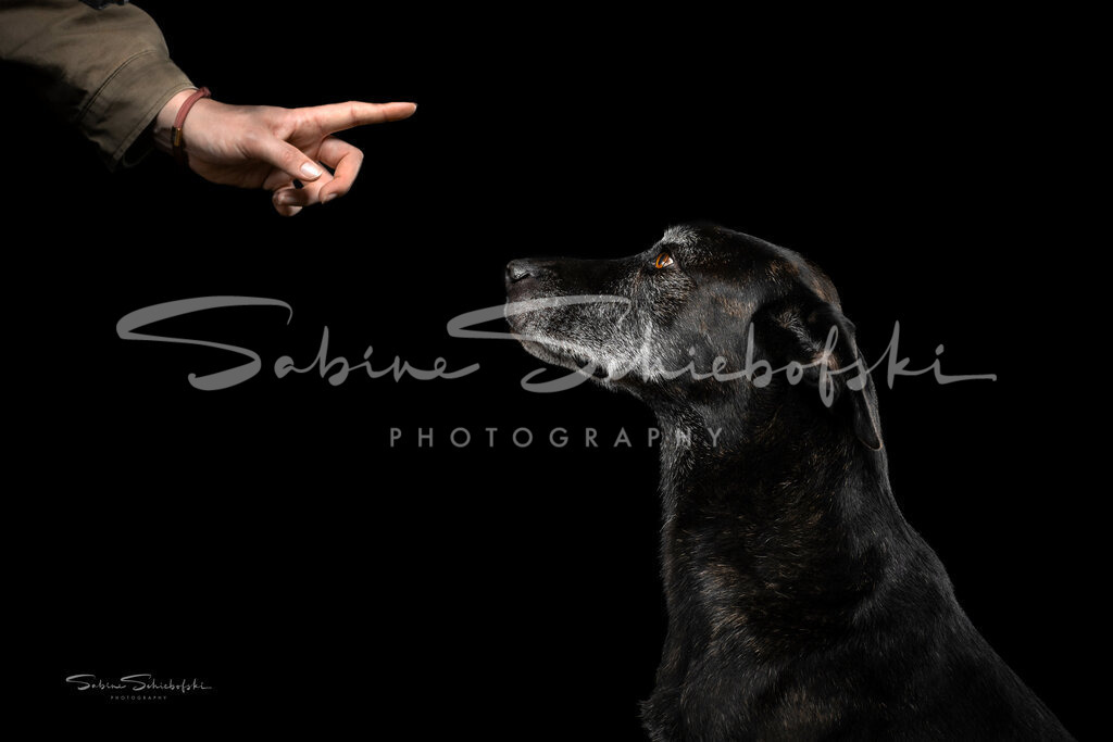 In Erinnerung an "Aggi" | People- und Tierfotografie, Imageaufnahmen, Veranstaltungsfotografie und Wandbilder aus der Natur ★ Made in Germany ✔️ Druck + Downloads ✔️ Naturfotografie in Top Qualität ★ schneller Versand, weltweite Lieferung! - Realisiert mit Pictrs.com