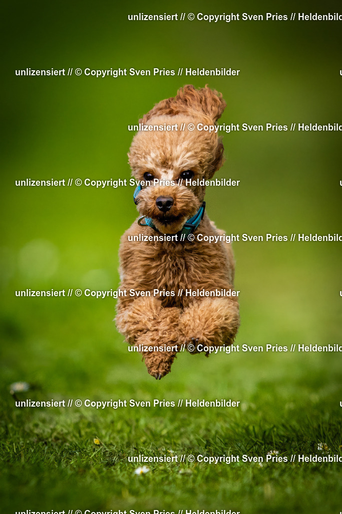 Sven Pries | 2025-04-13 - Hunderennen Baden-Baden - Realisiert mit Pictrs.com