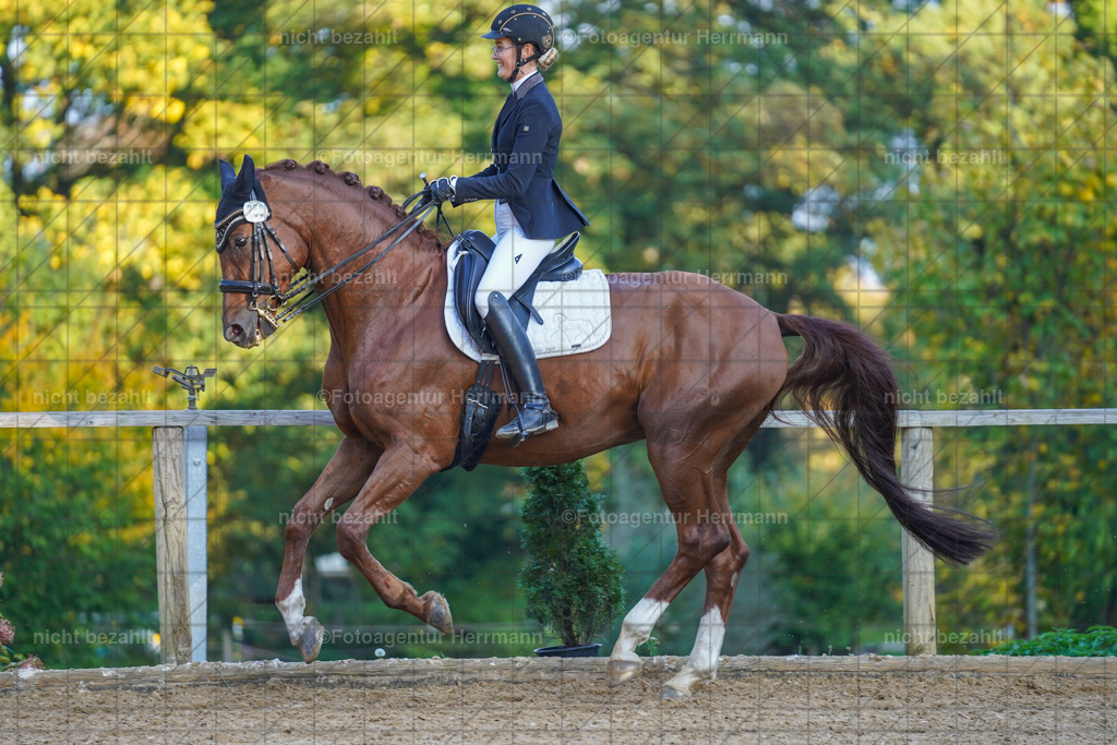 20221007-FAH00343 | Diessen am Ammersee, 2022, Dressur- und Springturnier, Reitsportbilder, Turnierfotografen Bayern, Pferdefotografen, Fotoagentur Herrmann, Turnierbilder