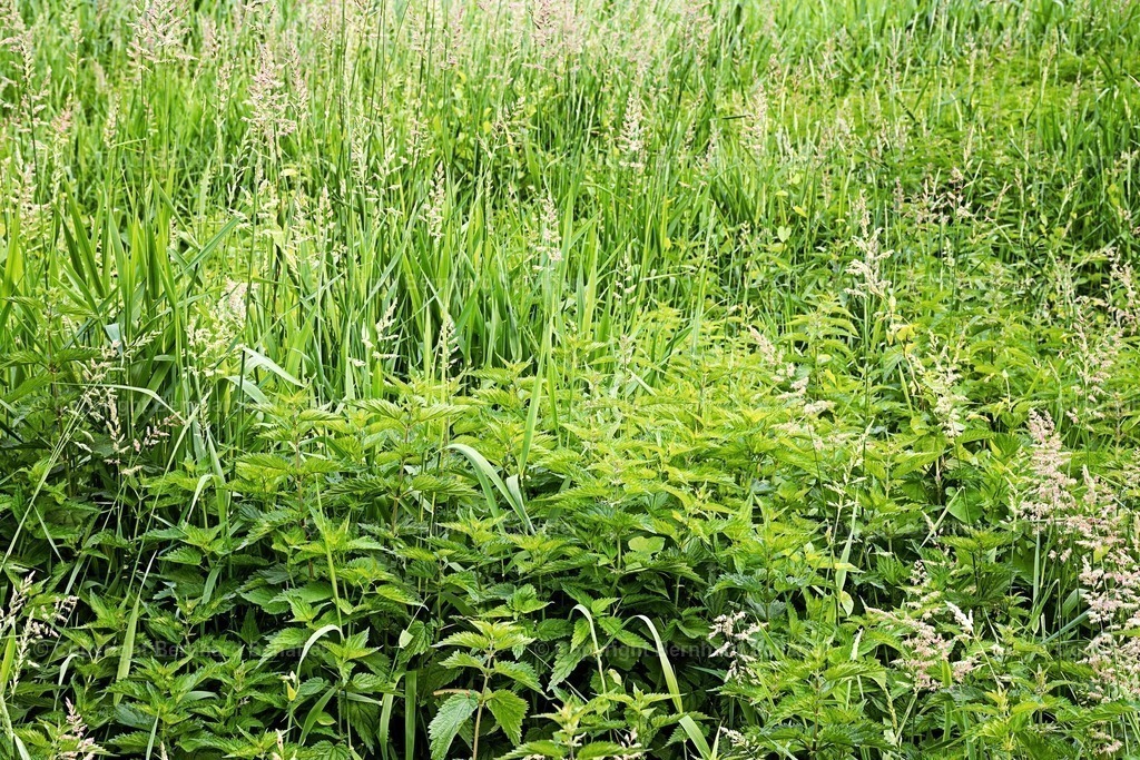 Brennesselwiese | Blumenwiese mit Brennnesseln im Sommer. - Realisiert mit Pictrs.com