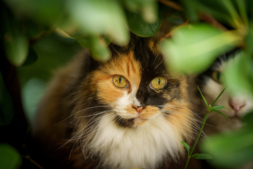 allesWIRTHgut Tierfotografie - 7IV08624 | Professionelle Tierfotografie in Mönchengladbach von Daniel Wirth (allesWIRTHgut). Liebevolle & natürliche Bilder von Hunden & Katzen für unvergessliche Erinnerungen.