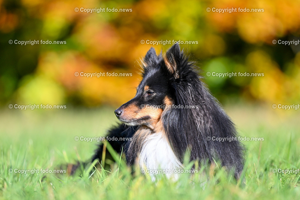 Hund_ Hunde_ Arrigo_ 04.11.2023-1 | 04.11.2023, Linz, AUT, Hund, Hunde, im Bild Hund, Hunde, Arrigo, Sheltie, Shetland Sheepdog, Rasse
