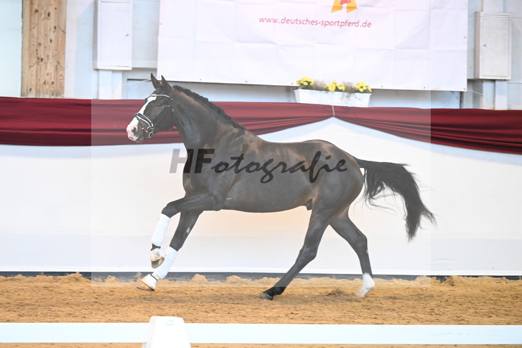 Kat-Nr. 47 v. Rivero II_Wanner_66222069 | hf-fotografie - Realisiert mit Pictrs.com