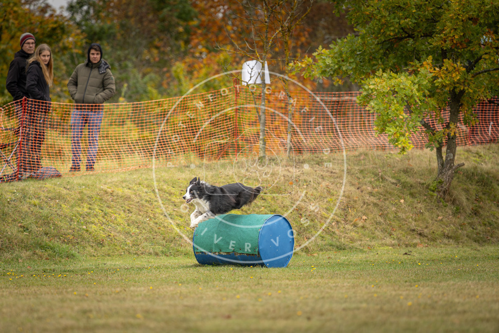 Pfotenfotografie_DV3A4668 | Hundefotografie, Tierfotograf, Pfotenfotografie, Fotoshooting Hund, Hunde Portrait, Hundesport, Hundeportraits, Heideshooting, Hunde, Sportfotograf, Hundefotograf, Turnierhundsport, THS,  - Realisiert mit Pictrs.com