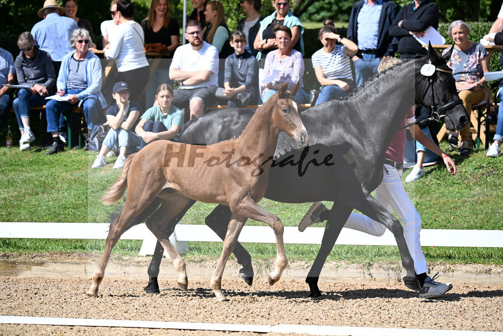 Kat-Nr. 1 Viva Gold x San Remo_HF_Reulein_29250052 | hf-fotografie - Realizzato con Pictrs.com