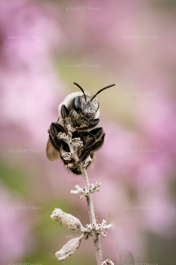 halloohoo | Entdecke die faszinierende Welt der Natur- und Wildlife-Fotografie von Daniel und Bärbel. Inspirierende Bilder von wilden Tieren und kleinen Naturwundern.