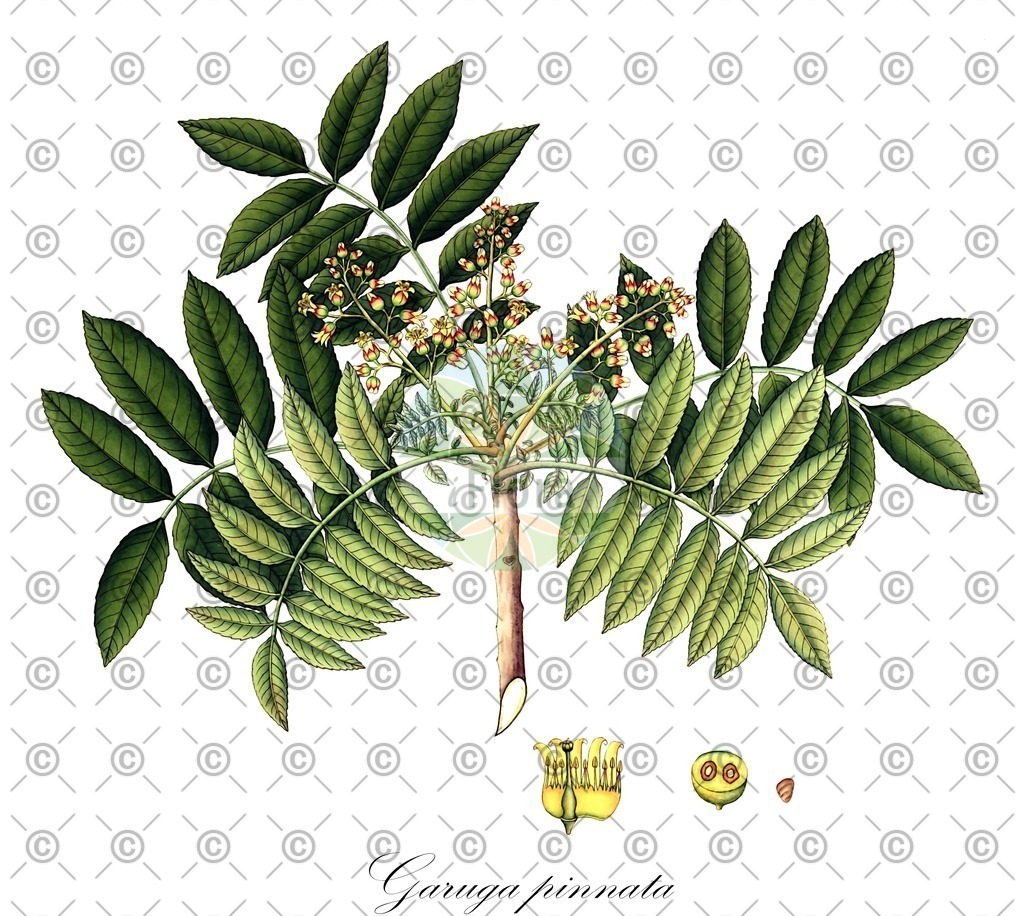 HistAbb_wfo-0000070561_1_ENZY_Simple | Historische Abbildung von Garuga pinnata - Burseraceae | Historical Illustration of Garuga pinnata - Burseraceae