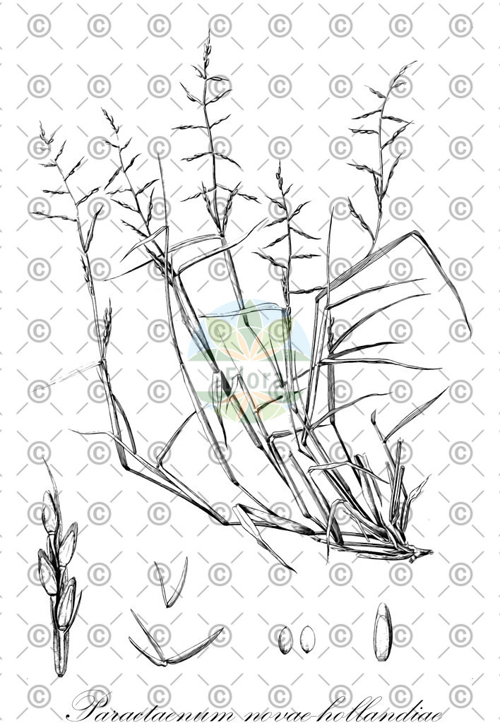 HistAbb_EMP_8130_3_FloraD_Simple | Historische Abbildung von Paractaenum novae-hollandiae - Poaceae | Historical Illustration of Paractaenum novae-hollandiae - Poaceae