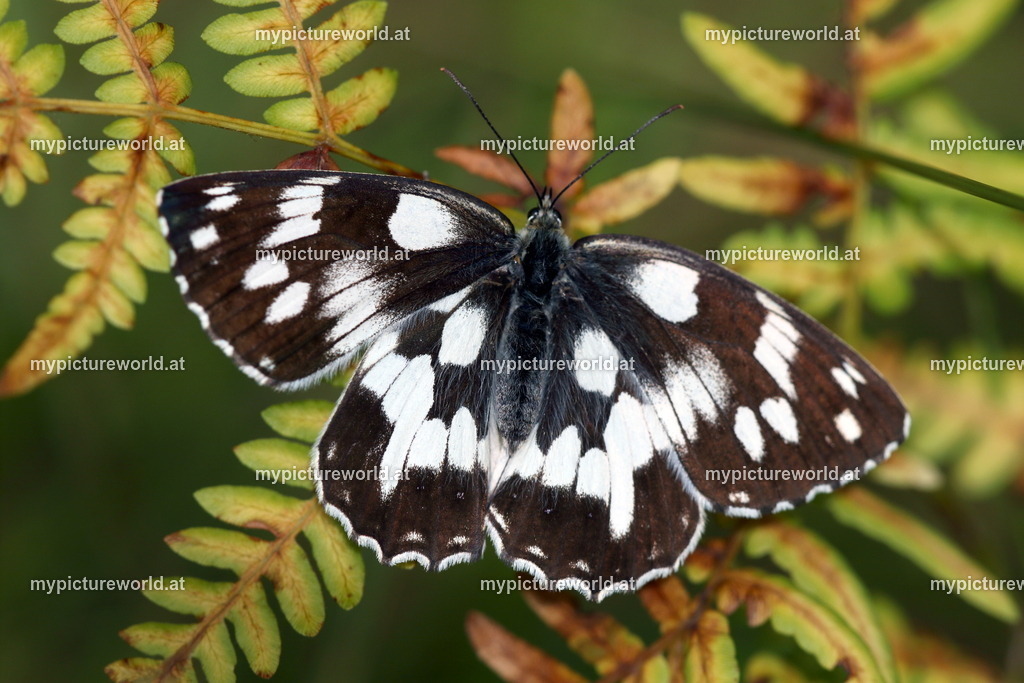 Melanargia galathea-018 | Das Bilderarchiv über Tiere, Planzen und Landschaften. In der Bilddatenbank finden Sie ein große Auswahl an hochwertigen Bilder für Ihre Werbung - Realisiert mit Pictrs.com