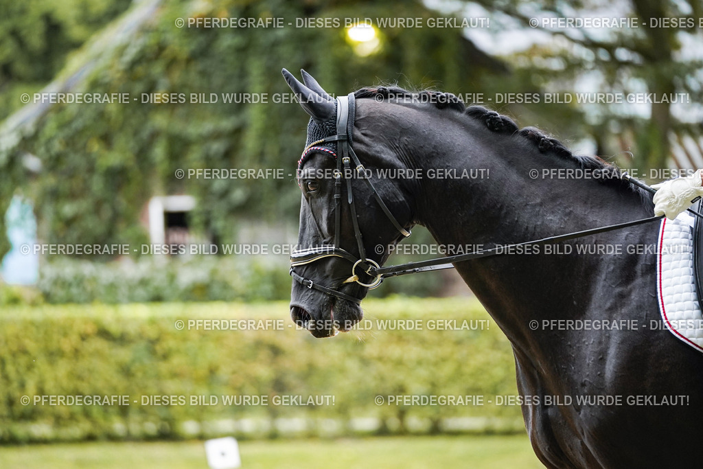 DSC09417 | Pferdegrafie