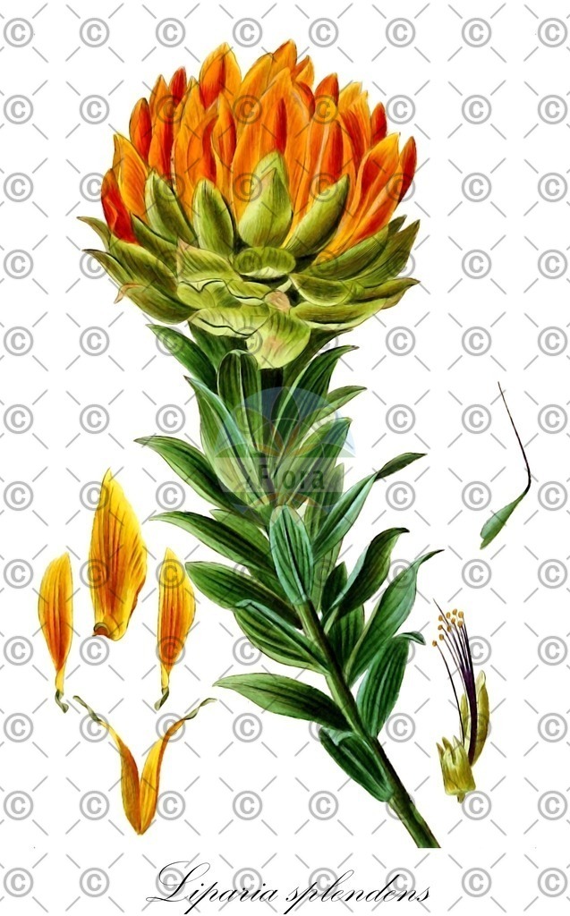 HistAbb_wfo-0000443743_1_ENZY_Simple | Historische Abbildung von Liparia splendens - Fabaceae | Historical Illustration of Liparia splendens - Fabaceae