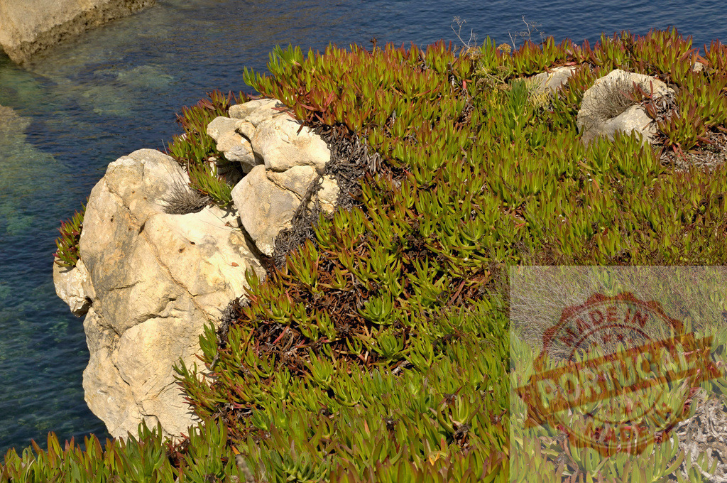 Hottentot fig succulent plant growing on rocky coastline cliff | Carpobrotus edulis plants covering coastal rocks with the clear sea visible below - Realisiert mit Pictrs.com