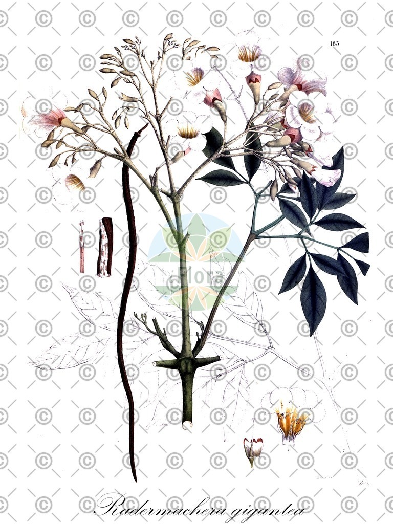 HistAbb_4687_1_FLORAD_SIMPLE | Historische Abbildung von Radermachera gigantea - Bignoniaceae | Historical Illustration of Radermachera gigantea - Bignoniaceae