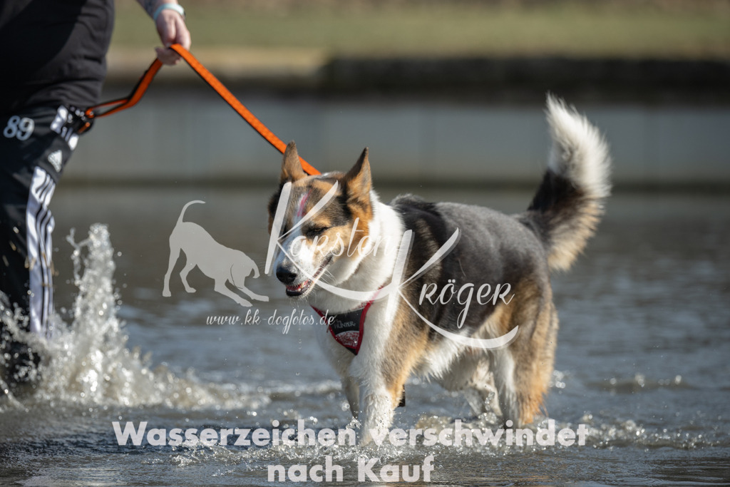 1302_ZZ94037 | kk-dogfotos