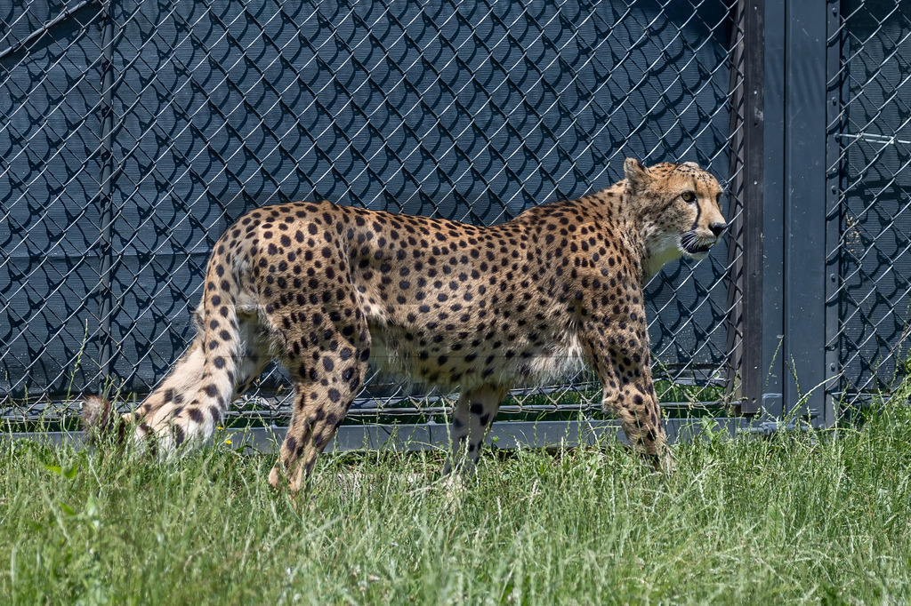 Gepard in Bewegung | Ein Gepard durchstreift das hohe Gras. Kraft, Eleganz und Geschwindigkeit vereinen sich in diesem Moment der Wildtierfotografie. - Realisiert mit Pictrs.com
