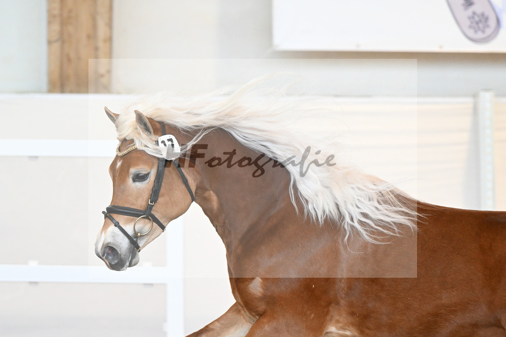 Kat-Nr. 17 v. Amore Mio_Stange_2230283 | hf-fotografie - Realisiert mit Pictrs.com