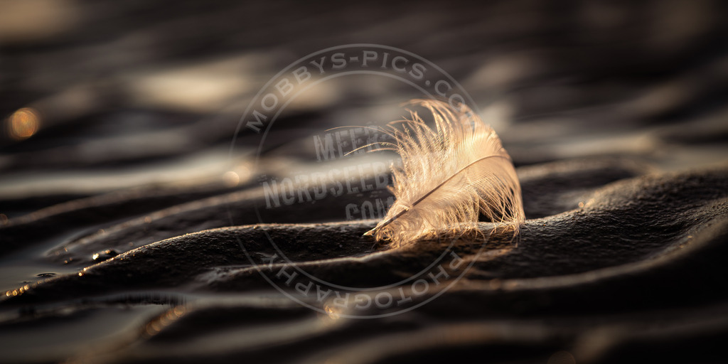 Federleicht | Feder am Strand